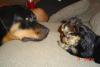 some pics of rotty/yorkie-iluvu.jpg