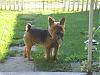 Why was the Yorkies created? And why breed them?-avphhei-c68bf977d9aa5bbd28acf7182aa2d3b6.jpg