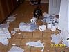 Why does it always have to be the toilet paper?-100_3781.jpg