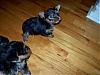 Oh Miss Cindy/Chattiesmom, We Would Like To See Some Pics!-puppy2.jpg