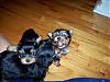 Oh Miss Cindy/Chattiesmom, We Would Like To See Some Pics!-puppy3.jpg