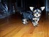 Oh Miss Cindy/Chattiesmom, We Would Like To See Some Pics!-puppy7.jpg