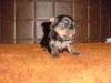 My Little Willy is Walking!-dsc01326.jpg