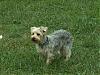 silky hair?? yorkie?-11-lbs.jpg