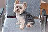 Post your puppy cut pics in here please-aftergrooming1.jpg