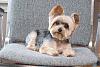 Post your puppy cut pics in here please-aftergrooming2.jpg