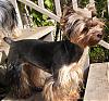 Post your puppy cut pics in here please-mp1010037.jpg