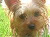 Blonde Yorkies-october-2007-017.jpg