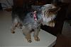 Post your puppy cut pics in here please-dsc_0030-medium-.jpg