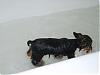 My new girl Ruby is home!!!!!!!!-ruby-first-bath.jpg