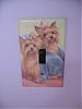 Pics of Your Yorkies Room-img_2127.jpg