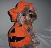 Halloween Dress Up-pumpkin-teddi-1.jpg
