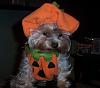 Halloween Dress Up-pumpkin-teddi-3.jpg