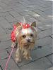 Blonde Yorkies-fair6.jpg
