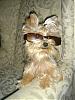 Blonde Yorkies-mickie_014.jpg