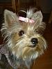 Blonde Yorkies-zoomer.jpg
