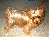 Blonde Yorkies-merc101007-2-600-x-450-.jpg
