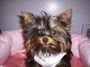 What's your favorite spot on your Yorkie?-p7200030.jpg