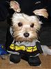 What Will Your Furbaby Be For Halloween .....-batman.jpg