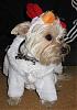 What Will Your Furbaby Be For Halloween .....-rooster.jpg