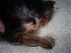 All you need to know ABOUT THE YORKIE TAILS-natsbum.jpg