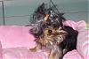 Funny fur baby photos!-crazy-hair-1.jpg