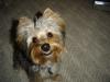 Grooming question-yoda-smiling-showing-pearly-whites.jpg