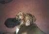 My Boys....-dogs-002.jpg