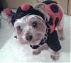What Will Your Furbaby Be For Halloween .....-halloween.jpg