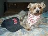 Cheering for Red Sox!!!-lucky-red-sox-fan.jpg