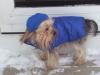 Does your yorkie love to swim?-bear-brrrrrrrrrr.jpg