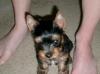 Took breeders advise and her ears are up!-cimg1096.jpg