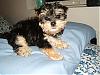Is Bennie a MORKIE or YORKIE ????-l_86742cb58b1b939a64d0119c332fccd5.jpg