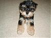 Is Bennie a MORKIE or YORKIE ????-l_1f52335ed512190e7fb96da40e69bdce.jpg