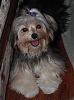 Is Bennie a MORKIE or YORKIE ????-sam-laying-down.jpg