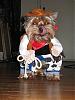 YorkieTalk Halloween 2007 Contest - SUBMIT ENTRIES!-otis_eastwood_1.jpg