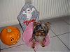 YorkieTalk Halloween 2007 Contest - SUBMIT ENTRIES!-maya-ballerina.jpg