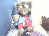 YorkieTalk Halloween 2007 Contest - SUBMIT ENTRIES!-sp_a0286.jpg