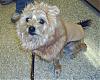 Chip won 3rd place at PetSmart Howl-O-Ween contest!-petsmartlion.jpg