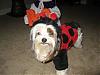 YorkieTalk Halloween 2007 Contest - SUBMIT ENTRIES!-halloween07-048.jpg