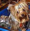 Gracie won 2nd at Petsmart!-howloween-2007-2.jpg