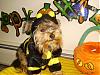 YorkieTalk Halloween 2007 Contest - SUBMIT ENTRIES!-bb-kodak3.jpg