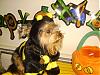 YorkieTalk Halloween 2007 Contest - SUBMIT ENTRIES!-bb-kodak2.jpg