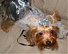 YorkieTalk Halloween 2007 Contest - SUBMIT ENTRIES!-howloween-2007.jpg