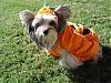 YorkieTalk Halloween 2007 Contest - SUBMIT ENTRIES!-dsc00683.jpg