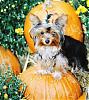 YorkieTalk Halloween 2007 Contest - SUBMIT ENTRIES!-lilliefallpic6.jpg