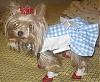 YorkieTalk Halloween 2007 Contest - SUBMIT ENTRIES!-wiz2.jpg