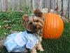 YorkieTalk Halloween 2007 Contest - SUBMIT ENTRIES!-img_2068.jpg