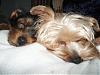Let's see your pics of sibling love....-close-up-sleeping-puppies.jpg