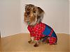 YorkieTalk Halloween 2007 Contest - SUBMIT ENTRIES!-spidey.jpg